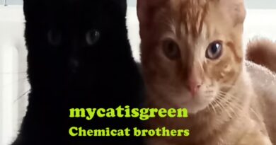 MYCATISGREEN – Chemical Brothers